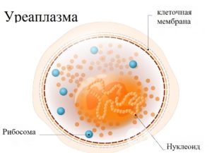 Можно ли заразить партнера Уреаплазмой