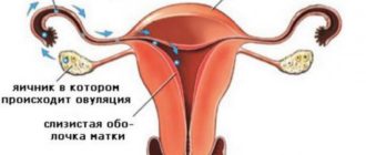 Месячные только во время полового акта