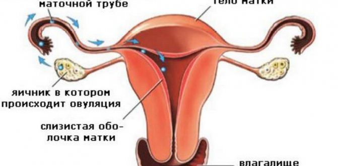 Месячные только во время полового акта