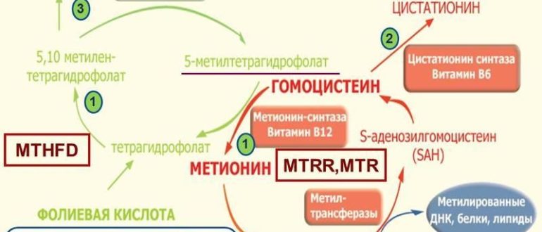 Дефицит фолатного цикла