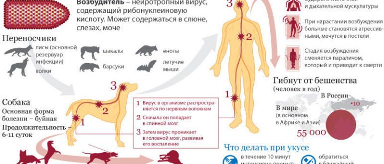 Можно ли заразиться бешенством без укуса?