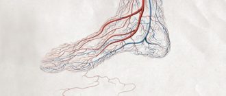 Венозный рисунок