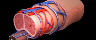 Вена на члене