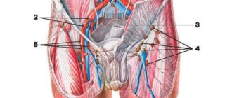 Вена над лобком