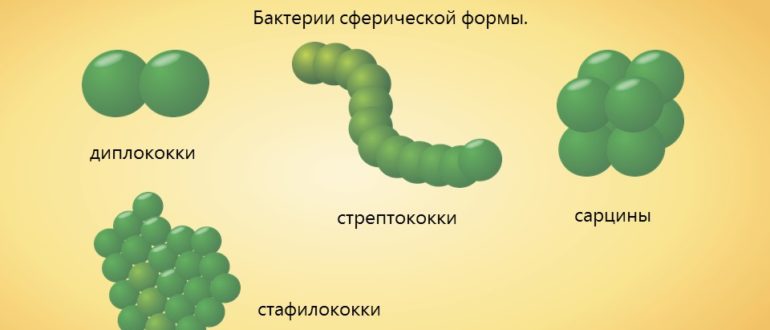 Что значит кокки 1 ед.?