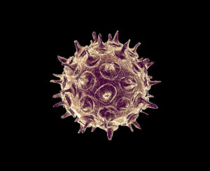 Varicella zoster virus g