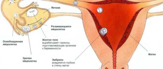 Могла ли я забеременеть