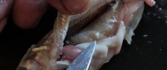 Что-то в рыбе