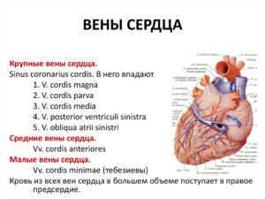 Может ли по венам дойти до сердца