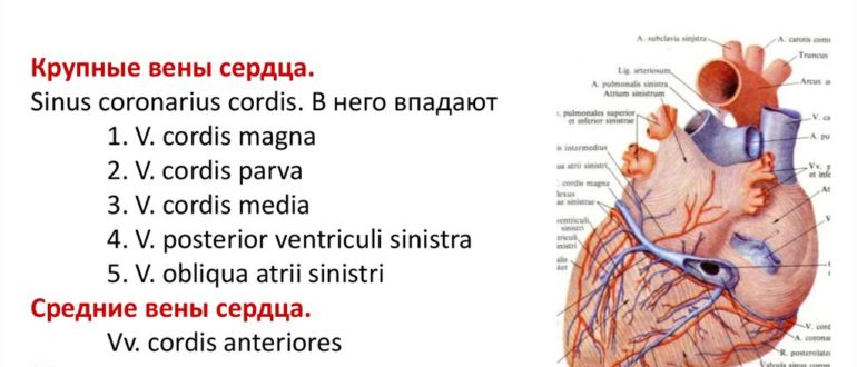 Может ли по венам дойти до сердца