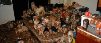 Накопительство животных