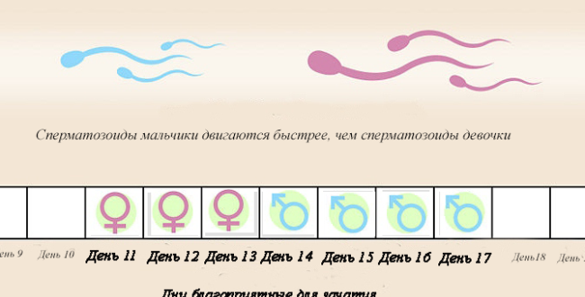 Можно ли забеременеть за 8 дней до овуляции