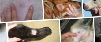 Мог ли ребенок заразиться от собаки?!