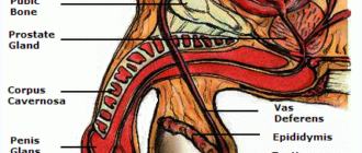 Внешний вид члена