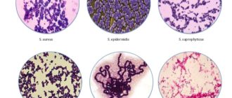 В крови обнаружен стафилококк сапрофитикус