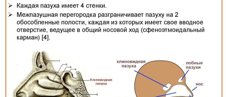 В любной пазухе, в клиновидной пазухе жидкость