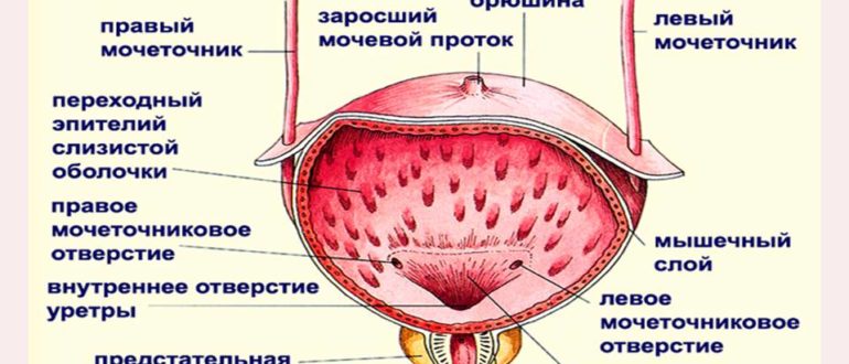 Мочевой пузырь