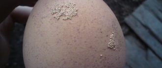 На яйцах члена что похоже на клещ