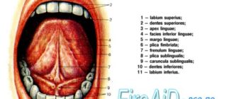 Вена под языком