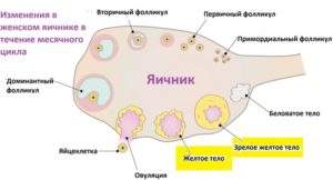 Доминантный фолликул 15 мм