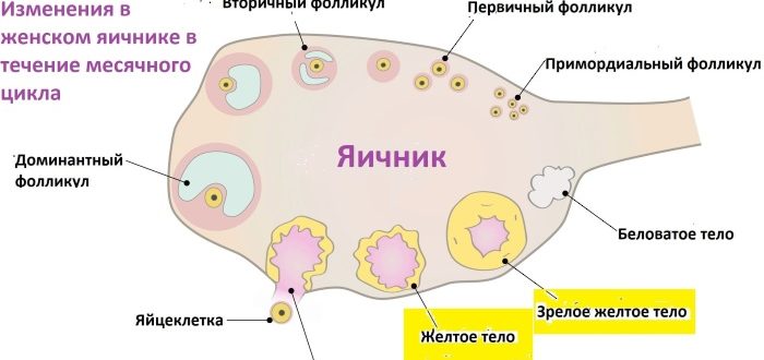 Доминантный фолликул 15 мм