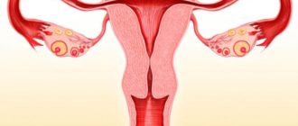 Эндометрий и месячные