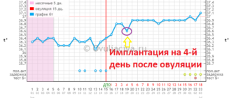 На следующий день после овуляции