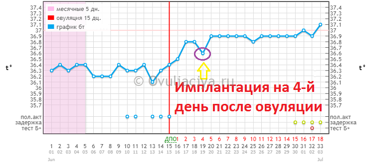 На следующий день после овуляции