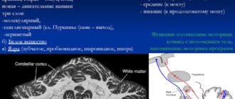 Мозжечок расширение борозд
