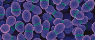 Энтерококки фекалис