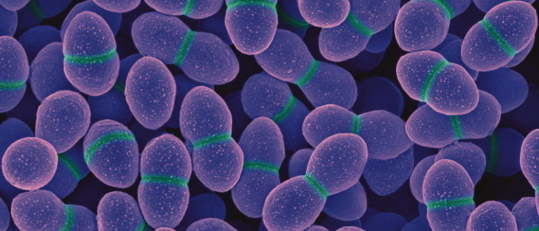 Энтерококки фекалис