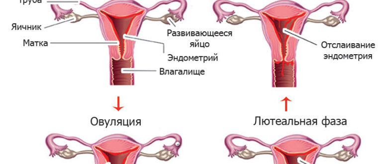 Месячные пришли не как обычно