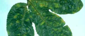 Cladosporium herbarum. Alternaria alternata