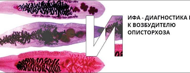 В крови антитела IgG Opisthorchis felineus