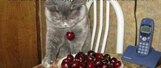 Могла ли пища попасть не туда