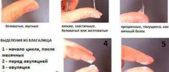 Выделения при овуляции